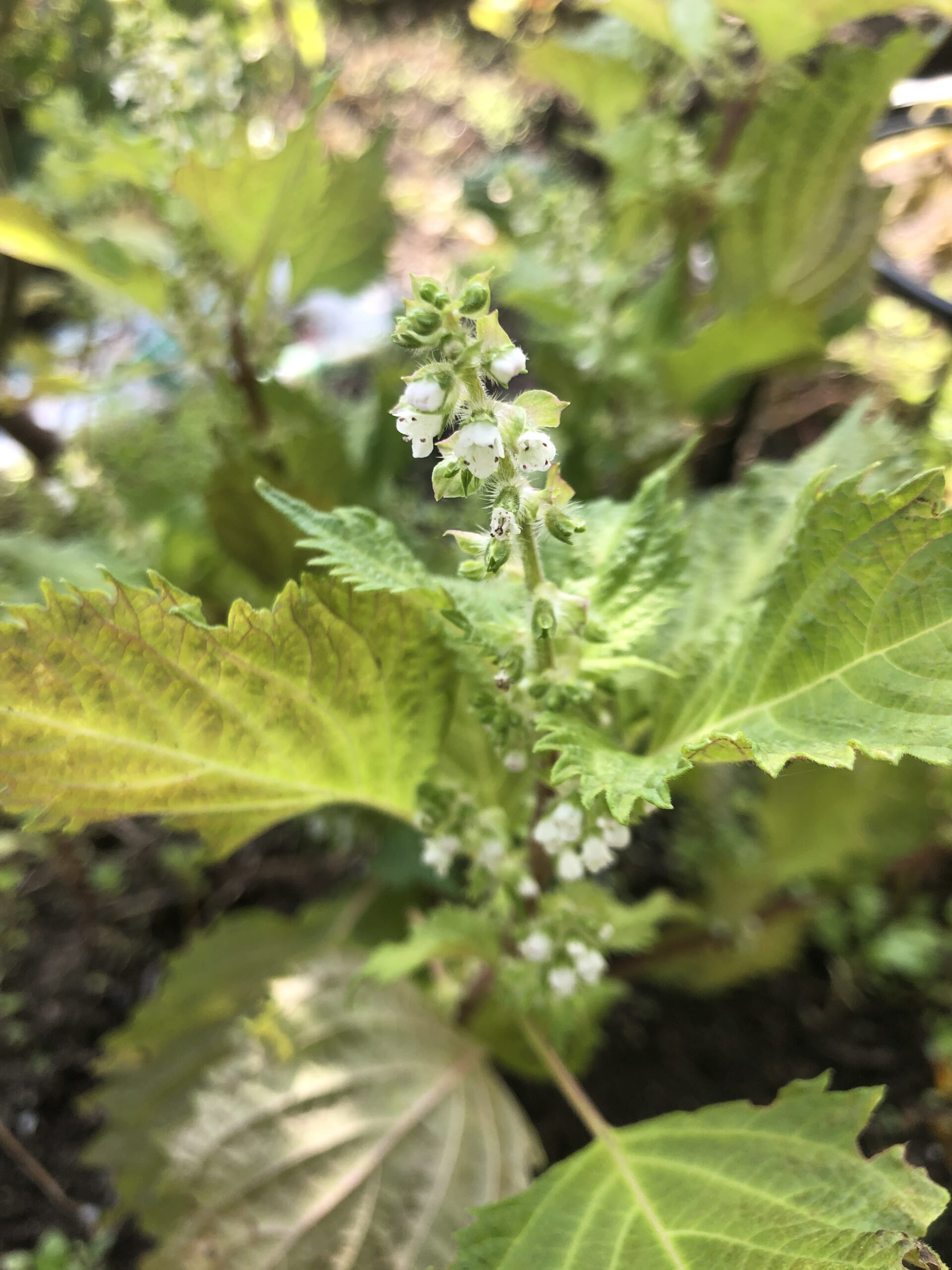 紫蘇の実漬け【racssの菜園ごはん】 | 食めぐ